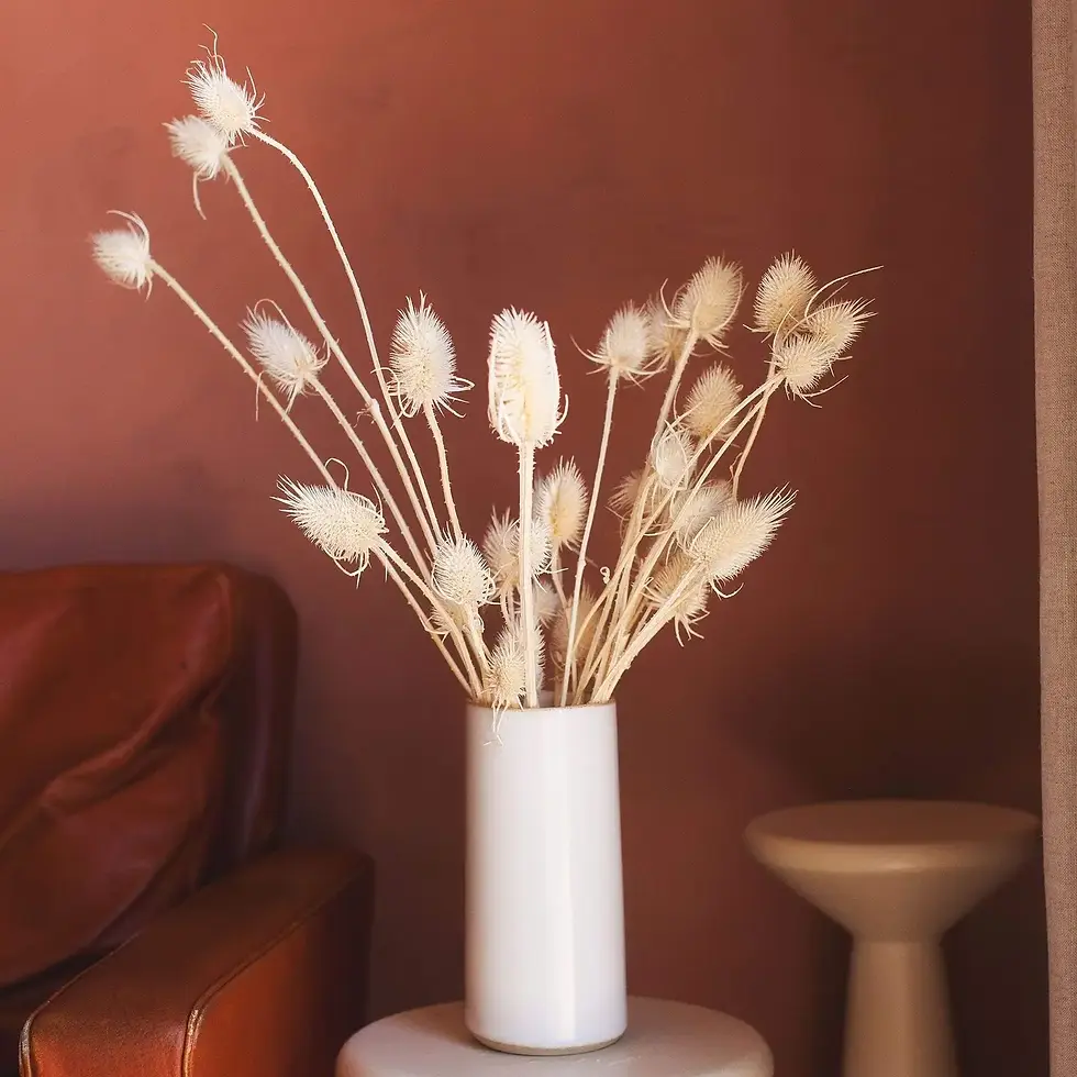 Thumbnail: Dried Cream Thistle