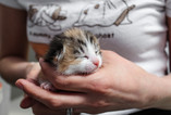 Volunteer — The Scratching Post