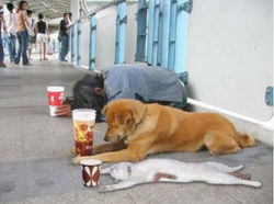 3044710237_1_3_JwcVTIVd