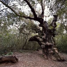 Mosaic-like cork oak