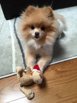 Will you play with me?