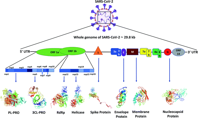 TỔNG QUAN VỀ VIRUS SARS-COV-2 VÀ QUÁ TRÌNH NGHIÊN CỨU CÁC LIỆU PHÁP PHÒNG VÀ ĐIỀU TRỊ COVID-19