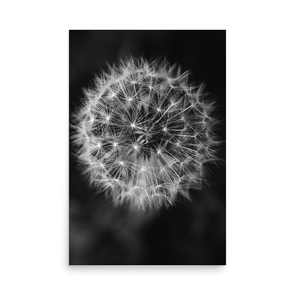 Thumbnail: Make A Wish, Elegant Floral Photography
