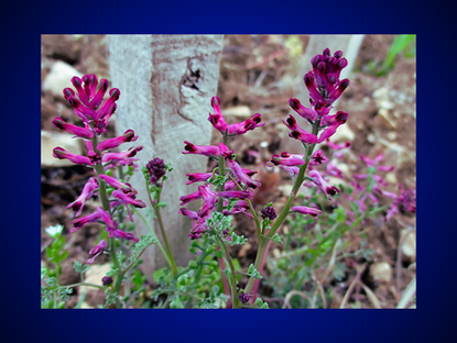 The Magick of Fumitory: A Guide to Working with its Metaphysical Properties