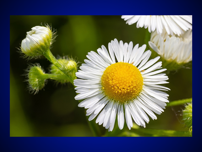 Fleabane: A Guide to its Magickal, Metaphysical, and Healing Properties