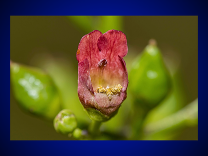 The Power of Figwort: A Guide to its Magickal and Metaphysical Properties in Witchcraft