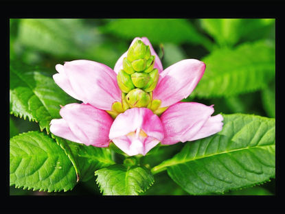 The Enigmatic Balmony: Exploring Its Mystical Influence in Witchcraft