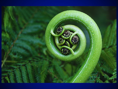 The Power of Fern Magick: Unleashing Nature's Mystical Energy