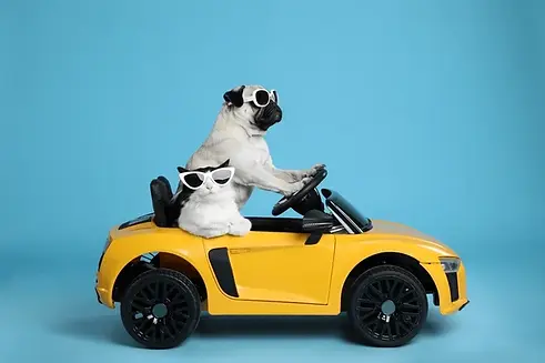 funny-pug-dog-cat-sunglasses-600nw-2076915523.webp