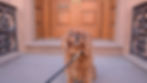 Archie_1.1_edited.jpg