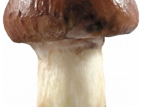 Week 6: Making the Mushroom props