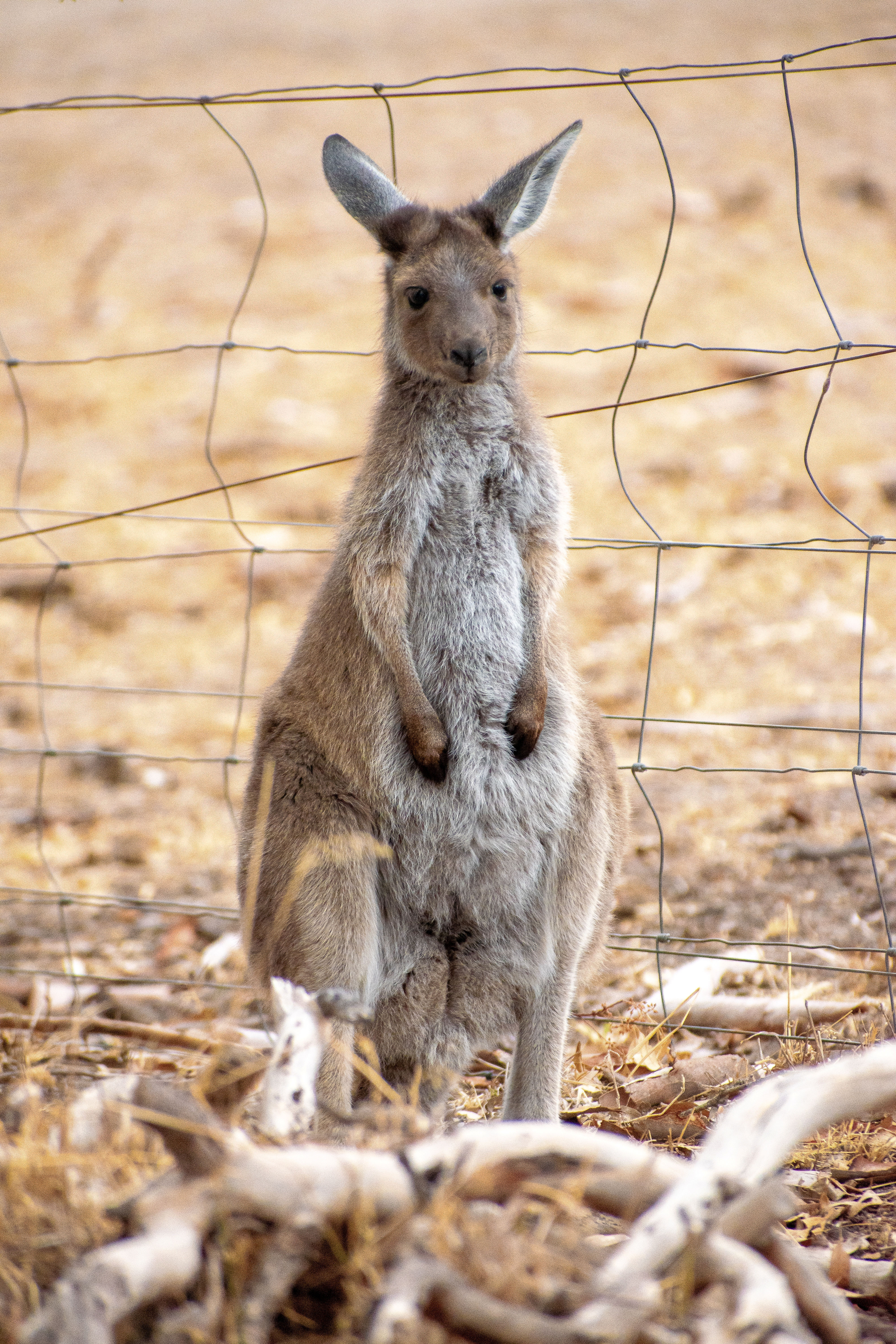 Young Kangaroo Canvas 30 x 45cm