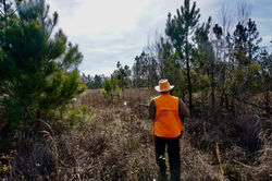 Guided Wild Quail Hunts