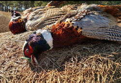 Pheasant Hunting
