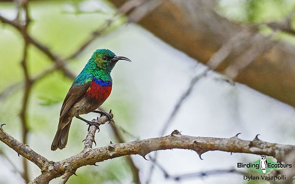 Neergaard's sunbird - 2.jpg