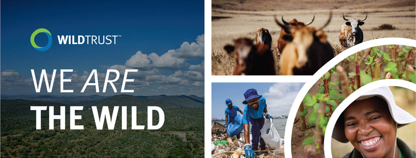 Brand identity design for WildTrust by Seek Creative, reflecting environmental conservation