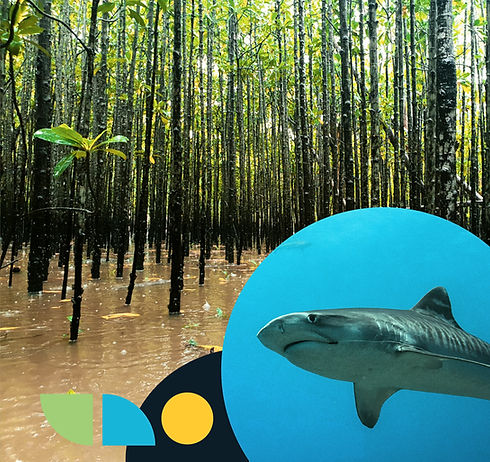 background image of uthukela marine protected area in south africa