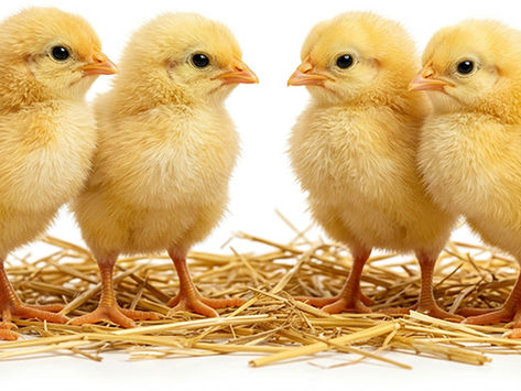 The Dark Side of Feedstore Chicks