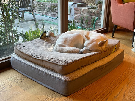 the princess and the pea