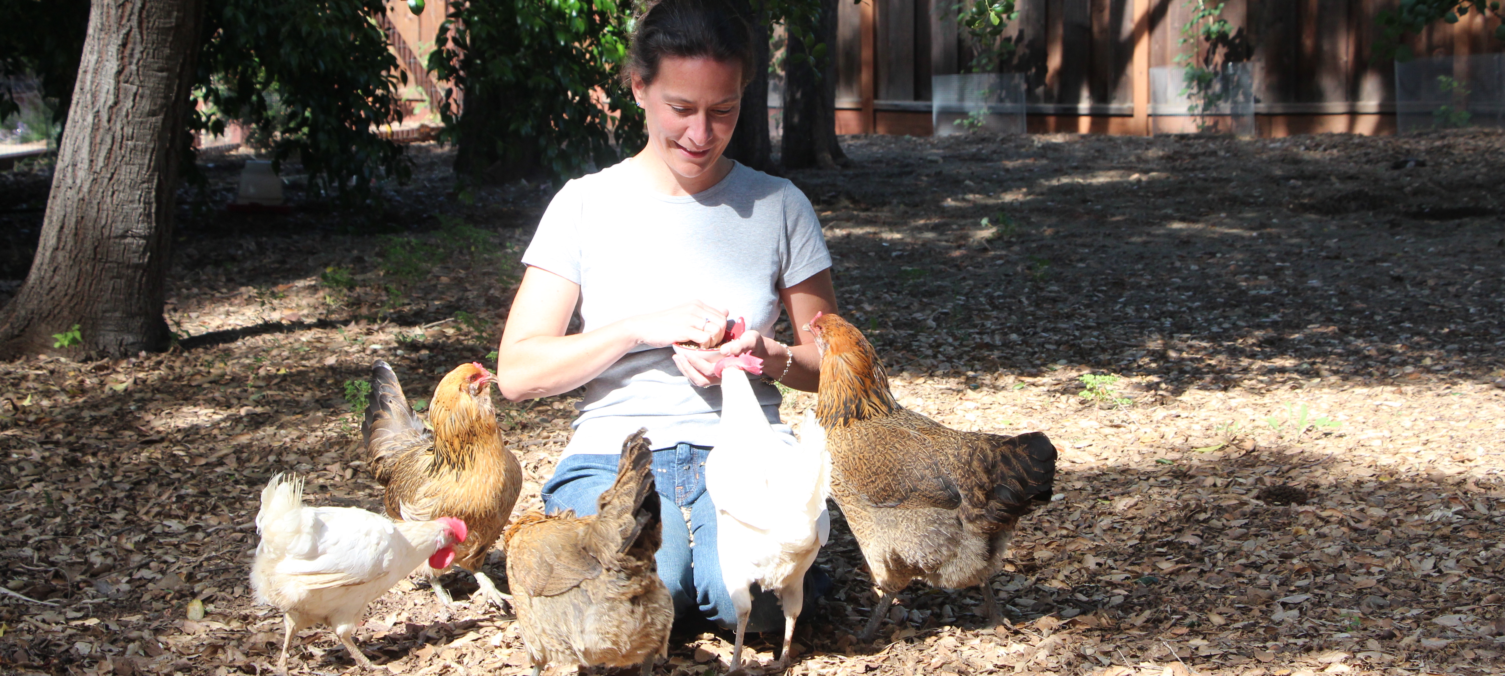 Introduction to keeping backyard chickens