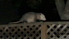 christmas night visitor