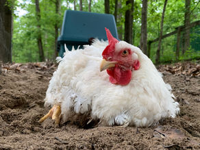 Buttercup the Cornish Cross