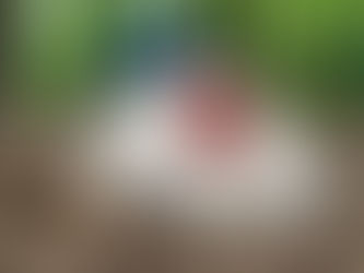 Buttercup the Cornish Cross