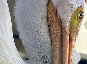 Hoo%252520Haven%252520Pelican_edited_edi