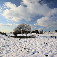 Winter Field