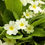 Thumbnail: Primula vulgaris