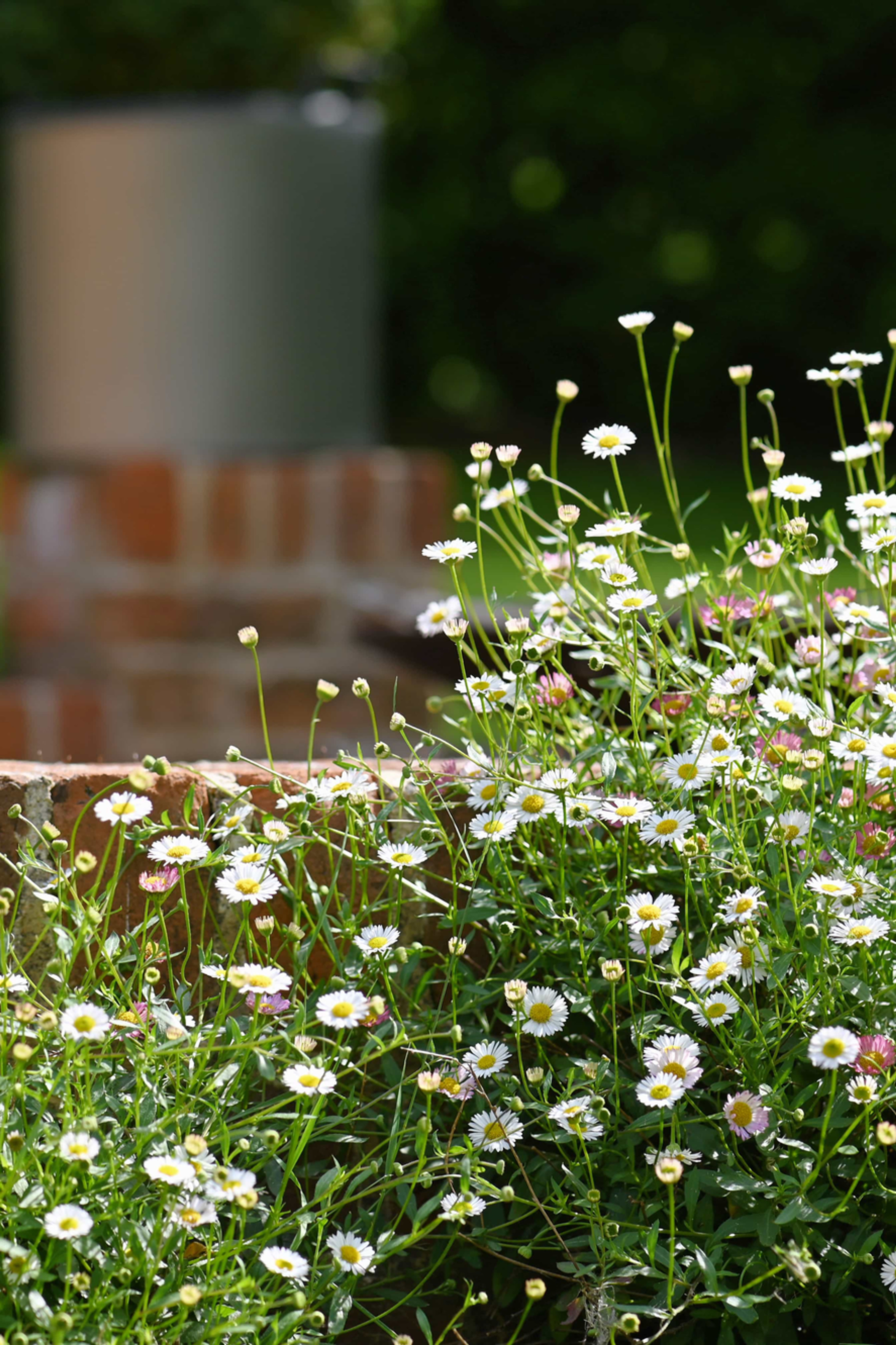Erigeron karvinskianus