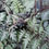 Thumbnail: Athyrium niponicum var. pictum