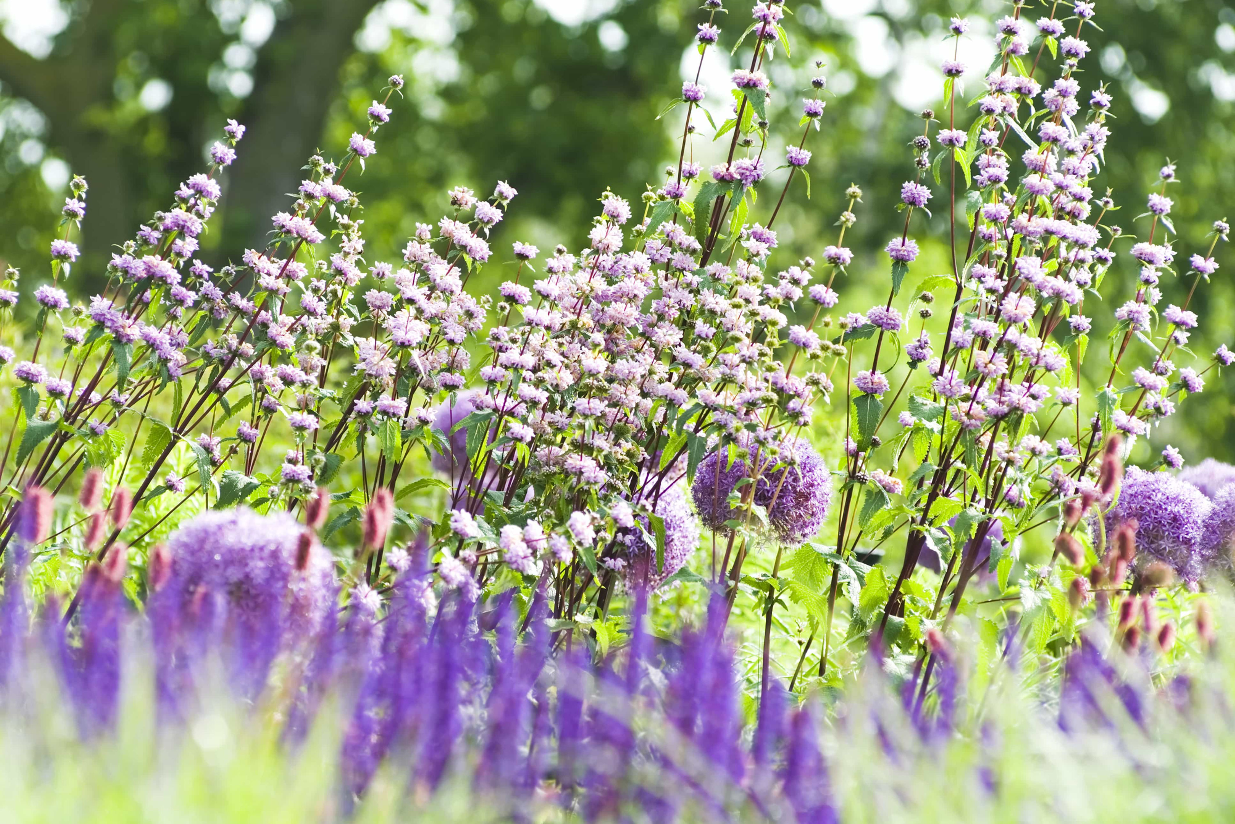 Phlomis tuberosa 'Amazone'