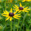 Thumbnail: Rudbeckia fulgida 'Little Goldstar'