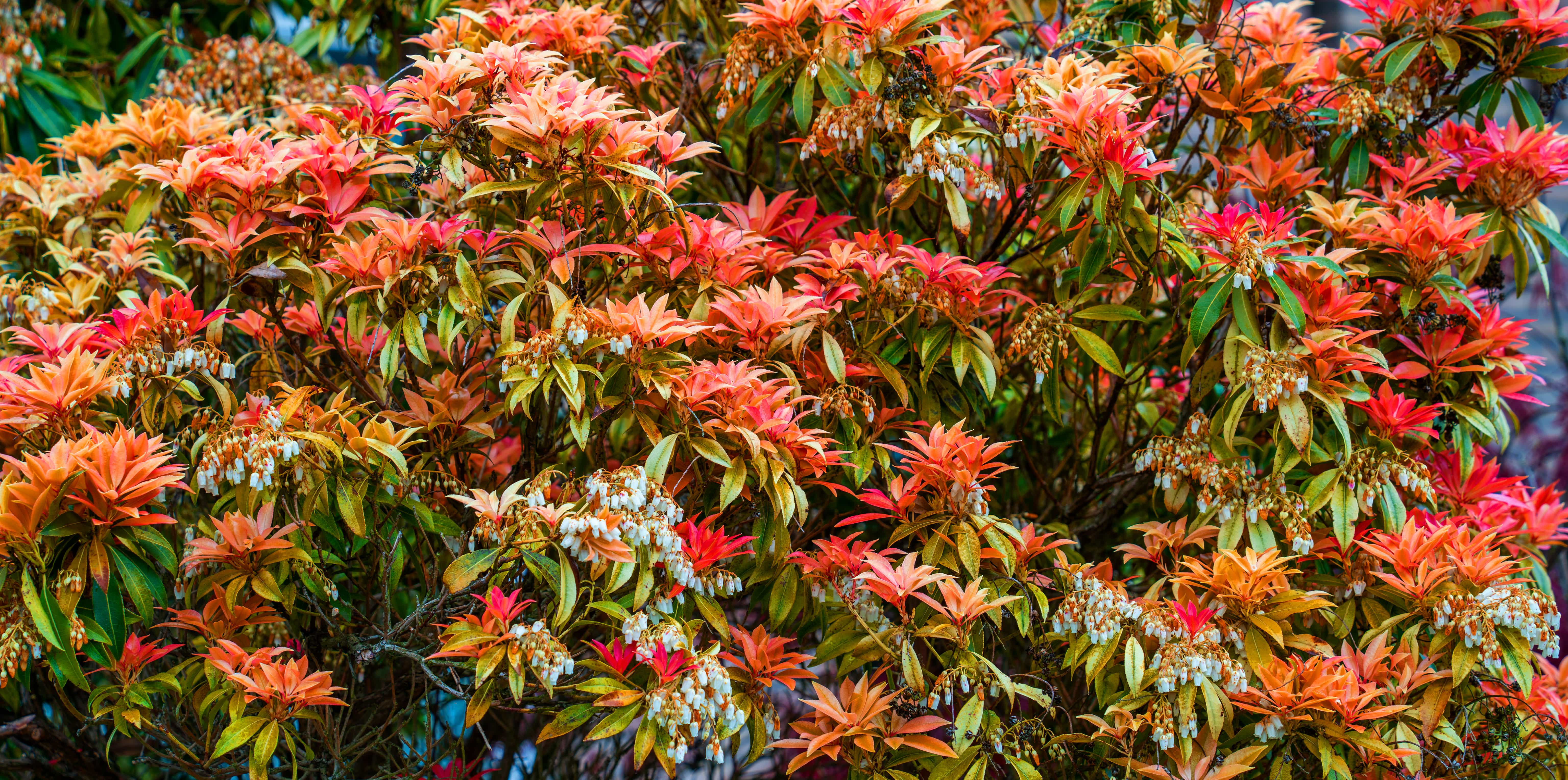 Pieris japonica 'Mountain Fire'