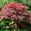 Thumbnail: Acer palmatum 'Crimson Queen'