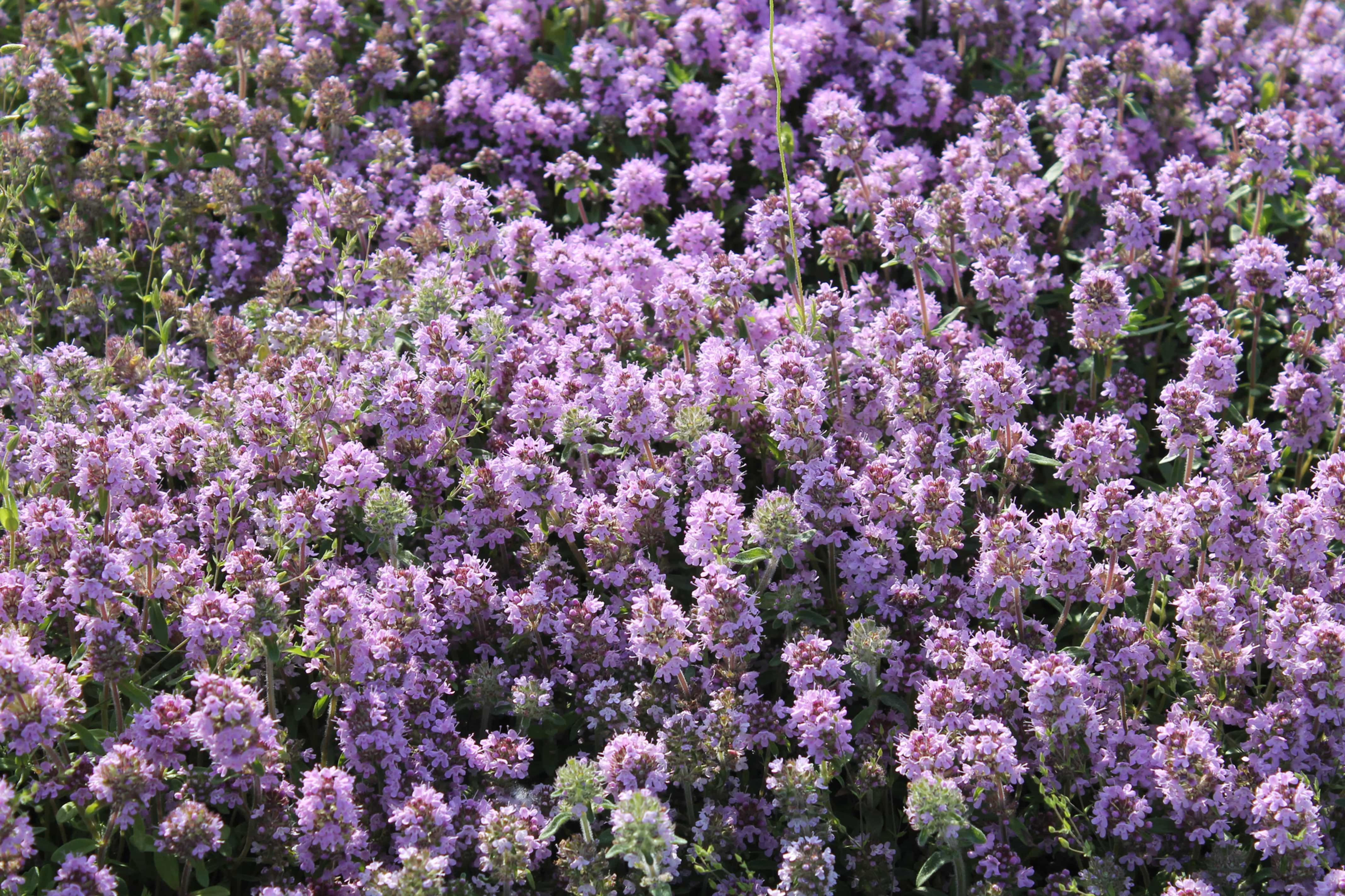 Thymus serpyllum 'Pink Chintz'