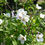 Thumbnail: Philadelphus 'Belle Etoile'