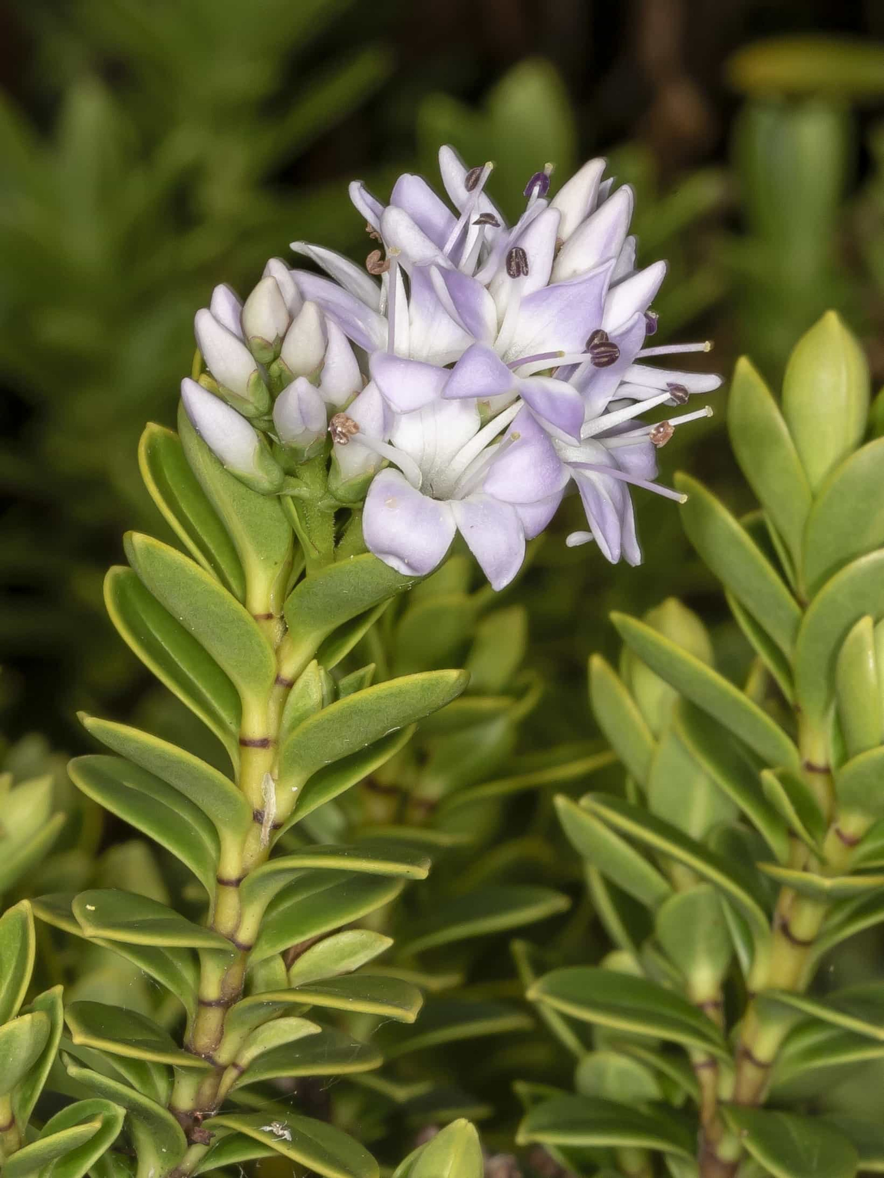 Hebe 'Midsummer Beauty'