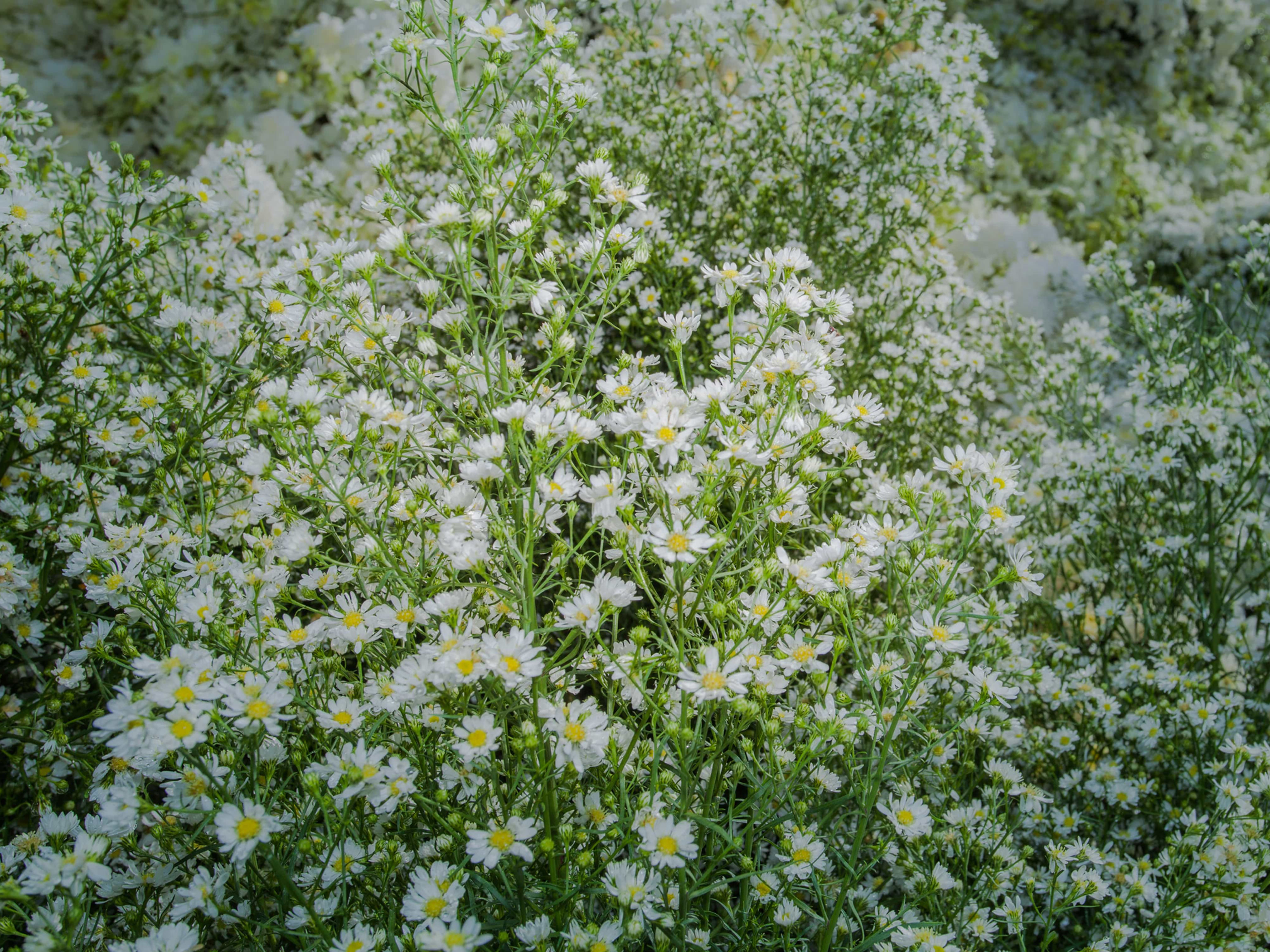 Aster pringlei 'Monte Cassino'