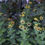 Thumbnail: Rudbeckia 'Henry Eilers'
