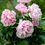 Thumbnail: Paeonia lactiflora 'Sarah Bernhardt'