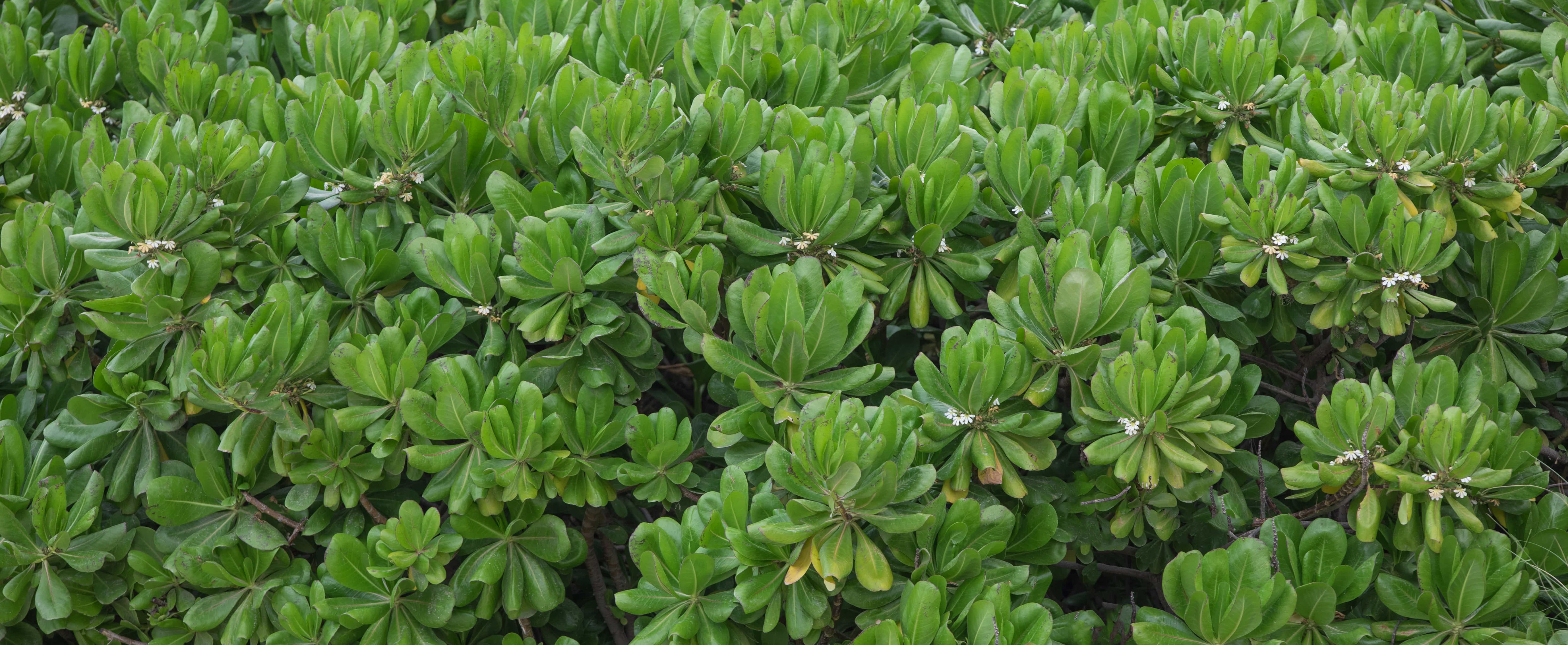 Pittosporum tobira 'Nanum'