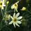 Thumbnail: Coreopsis verticillata 'Moonbeam'