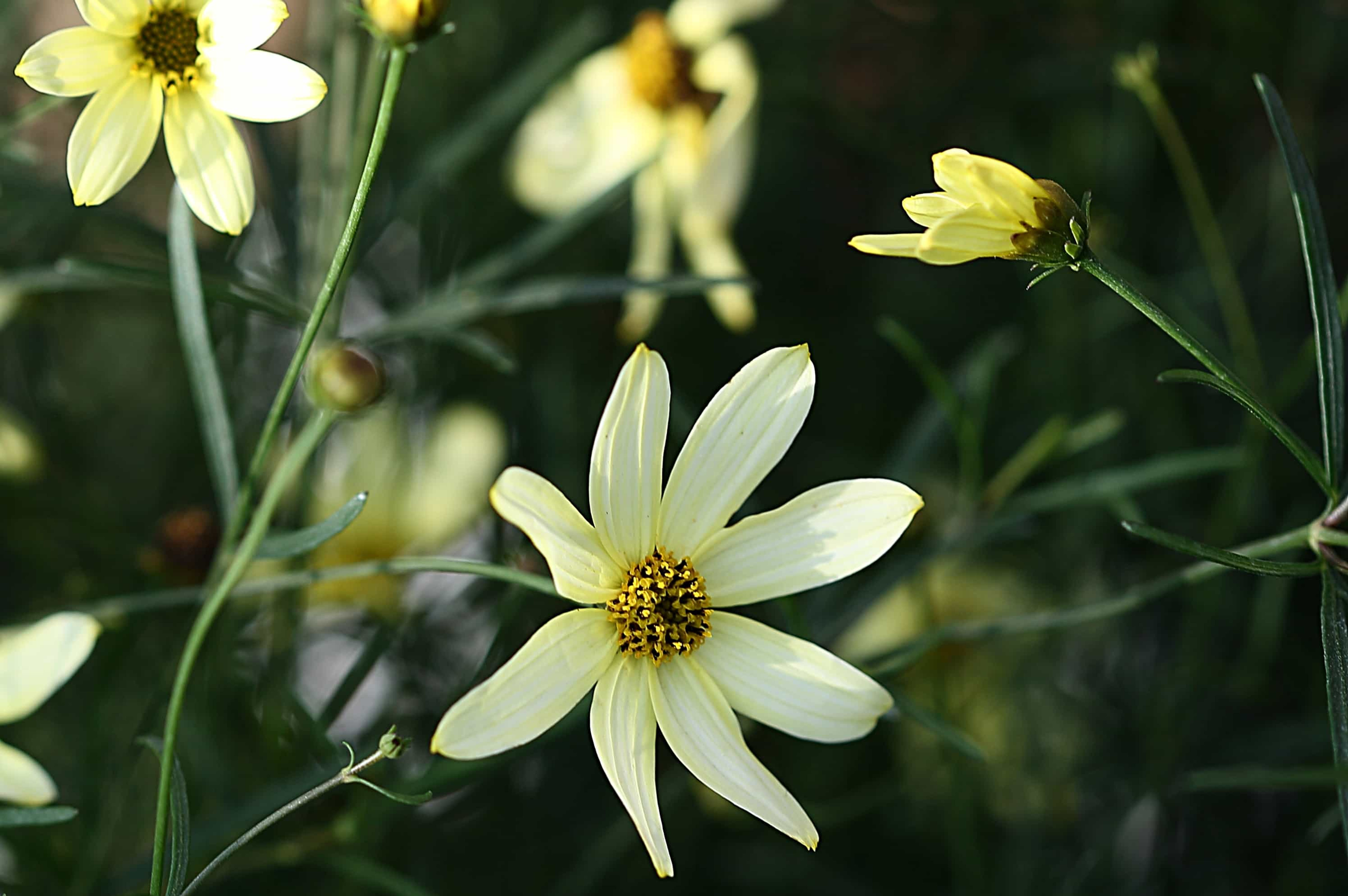 Coreopsis verticillata 'Moonbeam'