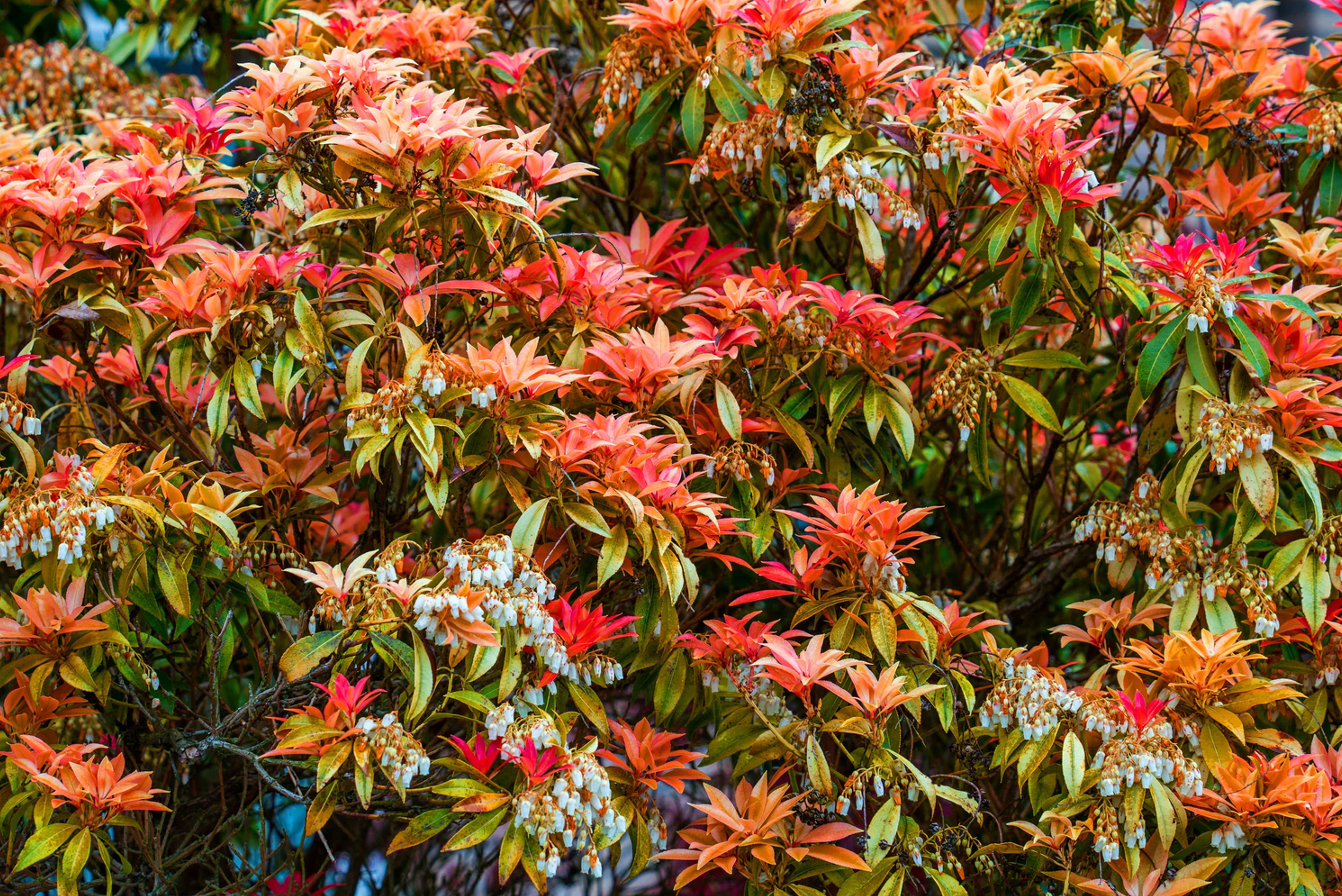 Pieris japonica 'Mountain Fire'