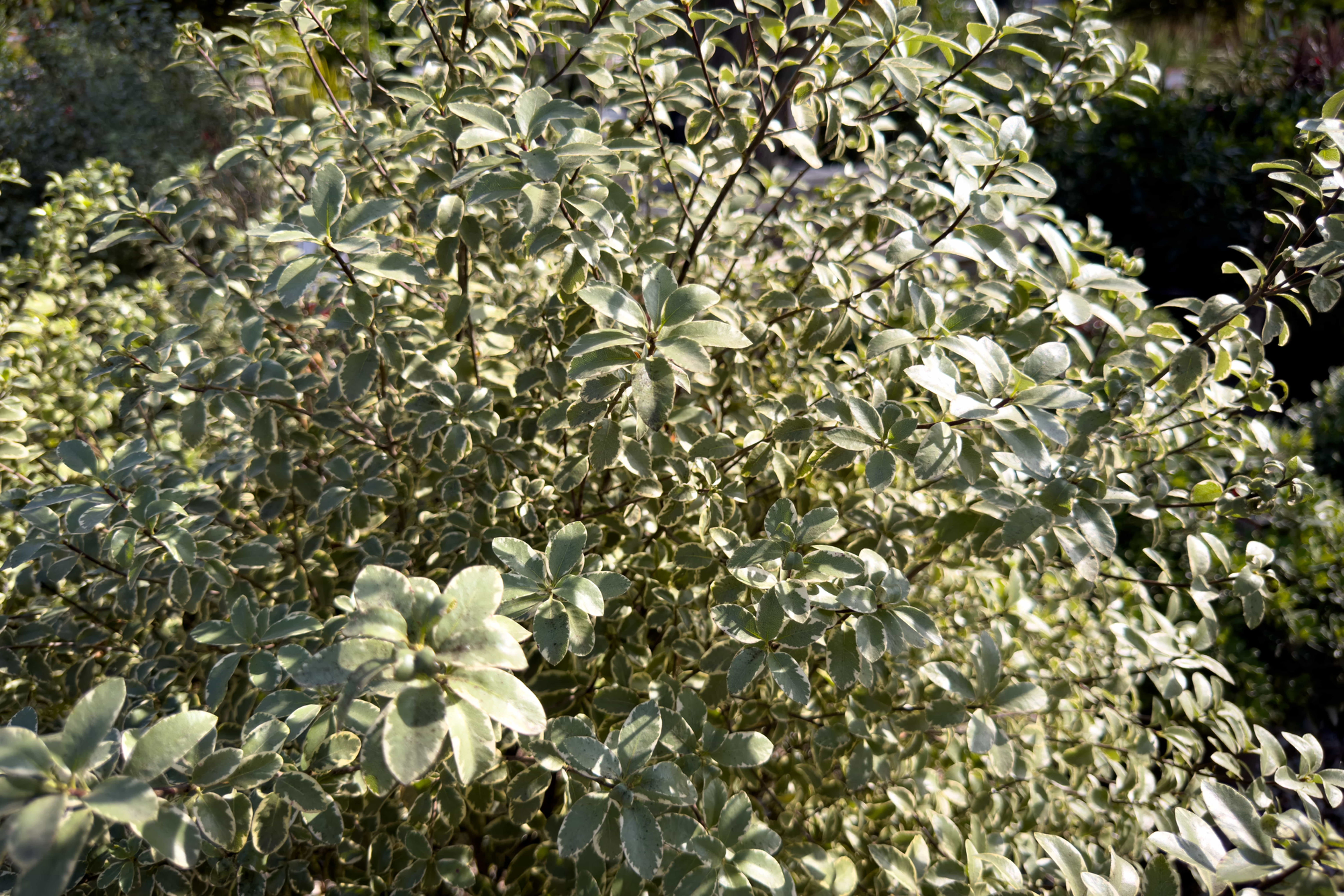 Pittosporum 'Silver Queen'