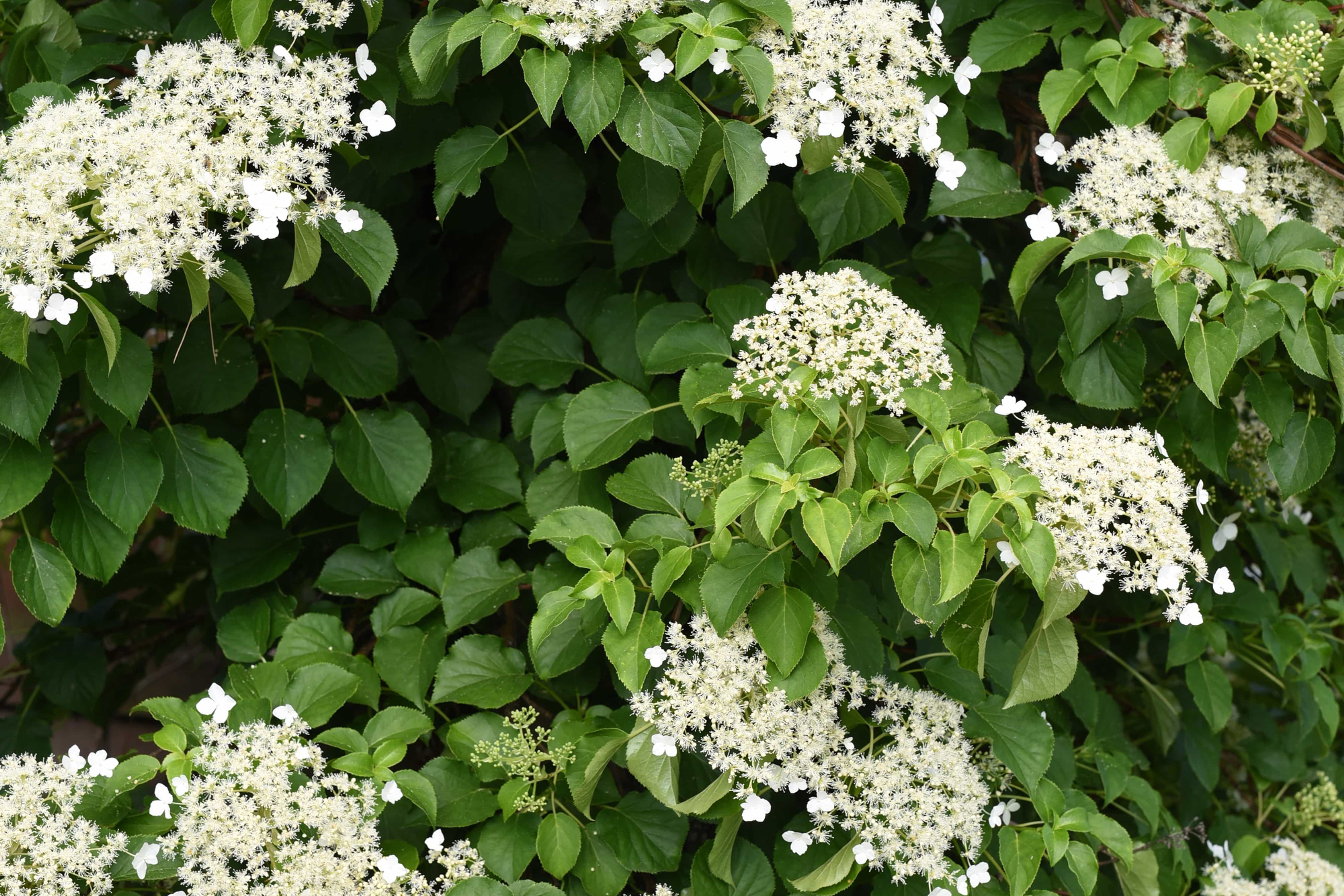 Hydrangea petiolaris