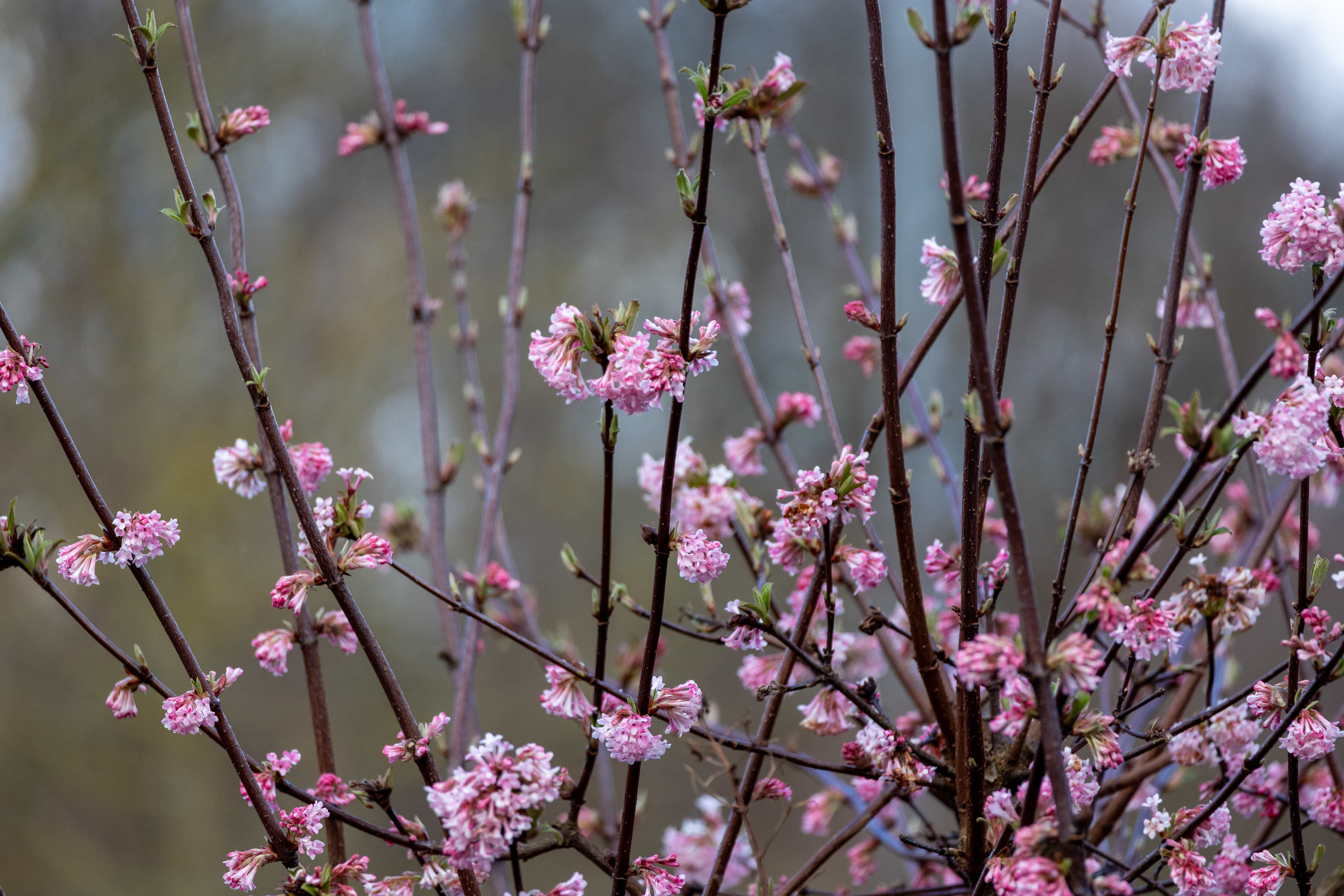 Viburnum bodnantense