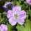Thumbnail: Geranium 'Mavis Simpson'